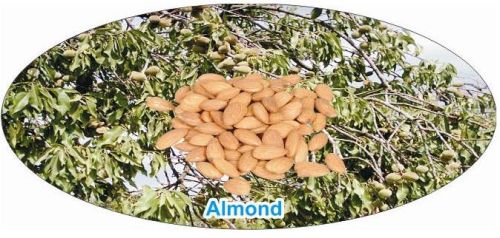 Hard Organic Almond Kernels, Taste : Crunchy, Sweet