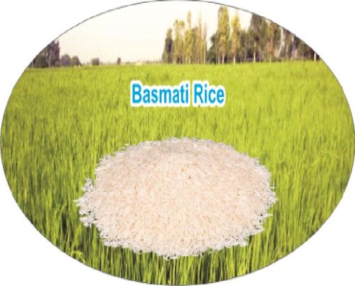 Organic Hard Basmati Rice, Packaging Size : 10kg, 1kg, 20kg, 25kg, 2kg