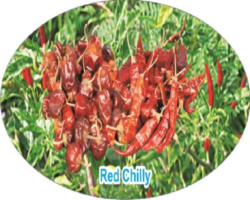 Organic Dried Red Chilli, For Cooking, Fast Food, Sauce, Feature : Good In Taste, Non Harmful