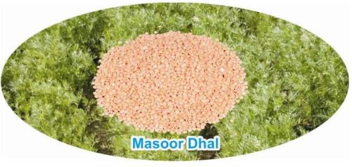 Organic Masoor Dal, Shelf Life : 1year