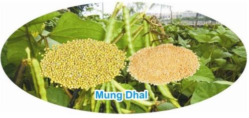 Organic Moong Dal, Shelf Life : 1Year