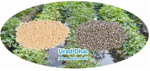 Natural Urad Dal, Style : Seed