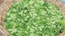 Fresh Moringa Leaves