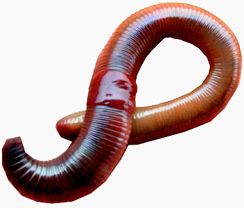 Earthworms