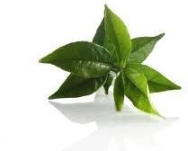 Green Tea Extract