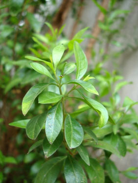 MOLI Henna Plant