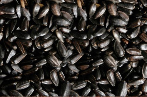 Black sunflower seeds