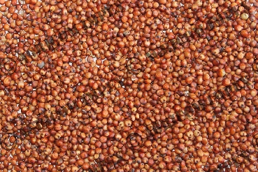 Red Sorghum Seeds