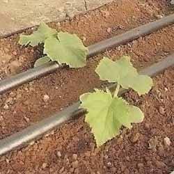 Inline Drip Irrigation Pipes