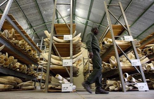 Elephant Tusk, Rhinoceros Horns