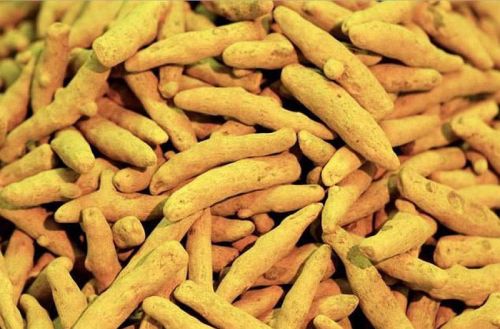 Organic Turmeric Finger, Color : Yellow