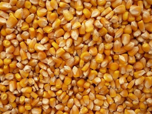 Yellow corn, Processing Type : Fine Processed