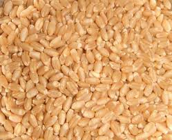 Wheat seeds, Cultivation Type : Natural