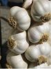 Fresh garlic, Delivery Available : Vegetable