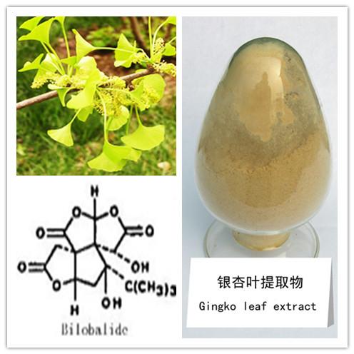 Gingko Biloba Extract, Brand Name : huir, Form : powder