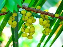 Fresh Amla