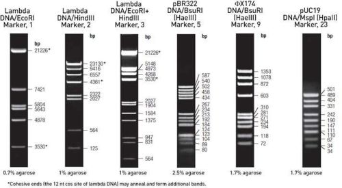 DNA Ladder