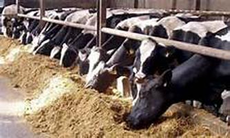 Cattle Feed