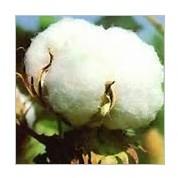 Raw Cotton