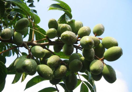 Olive Leaf Extract, Brand Name : Nobe