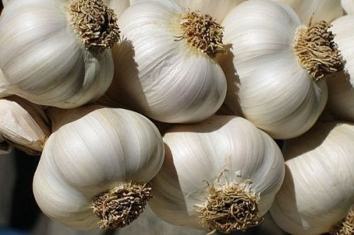 Pure White Fresh Garlic