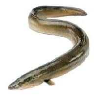 Eel Fish 12-36 Inches In Length, Weight : 0.5-2 Pounds