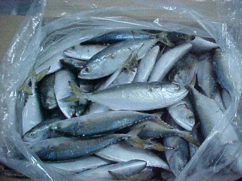 Frozen Whole Horse Mackerel Fish