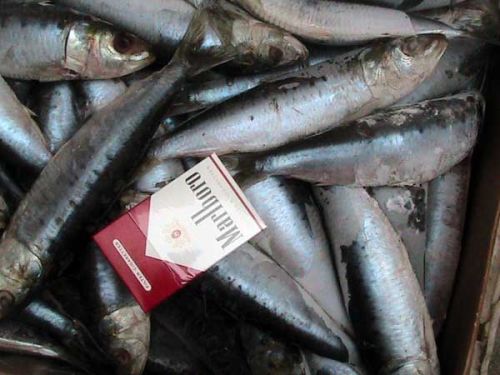 Frozen fish, Type : Salmon Fish