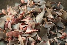 Pure Shark Fins