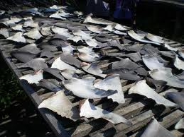 Quility Shark Fins