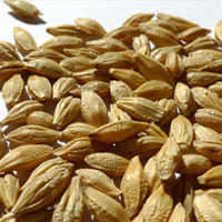 Barley, Brand Name : ALC farm fresh