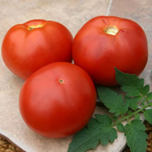 Fresh tomato, Storage Condition : Natural