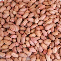 peanut at USD 500 / 1000 Metric Ton ID: 537410 Agro Link Corporation