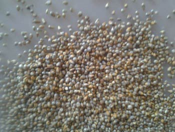 Green Pearl Millet