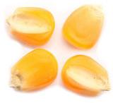 Corn, Brand Name : ALC farm fresh