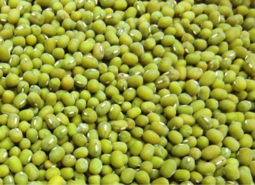 New Crop Green Mung Bean