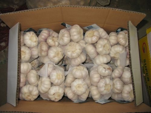 White Fresh Garlic