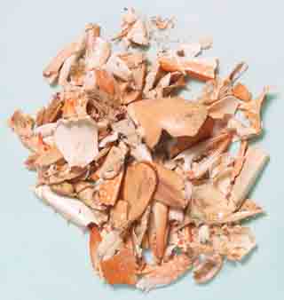Dried Red Crab Shell