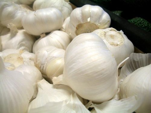 Garlic