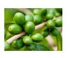 Green Coffee Extract