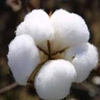 Raw cotton, Texture : Soft