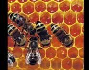 Natural Refined Bee Propolis