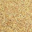 Yellow Sorghum