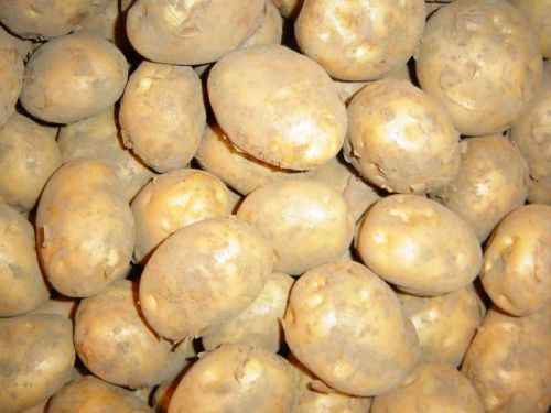 Potato, Packaging Size : 5-25kg
