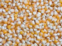 Yellow maize, Speciality : Organic