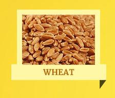 Wheat seeds, Shelf Life : 1 Year
