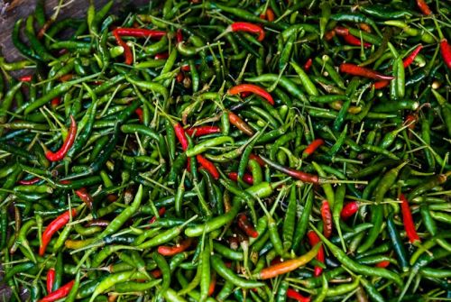 Fresh Chilli