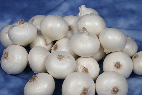 White Onion