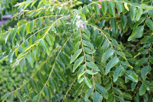 Organic Fresh Curry Leaves, Packaging Type : Plastic Box