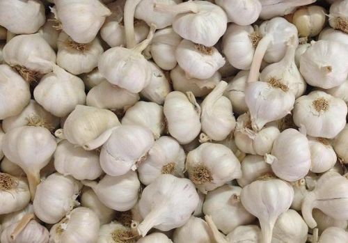 Fresh Garlic, Packaging Size : 20 Kg, 40 Kg